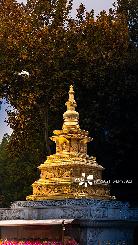 西安大兴善寺和平鸽图片素材