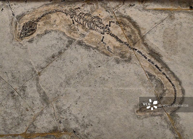 白垩纪凌源潜龙化石图片素材