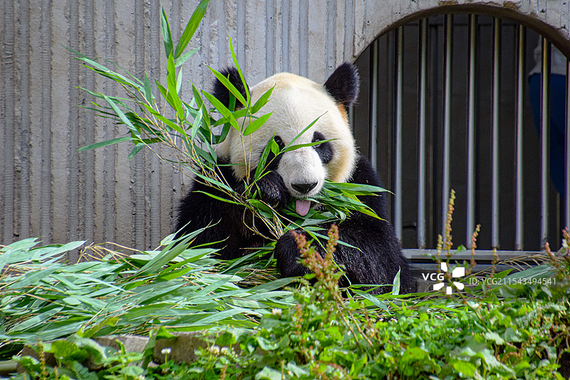 四川阿坝耿达镇卧龙中华大熊猫苑神树坪基地照片图片素材