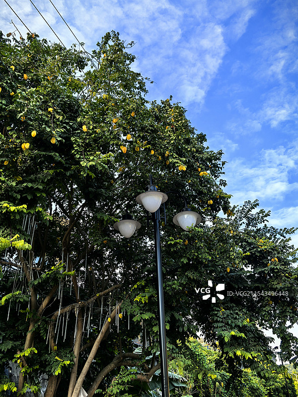 挂满枝头的杨桃！图片素材