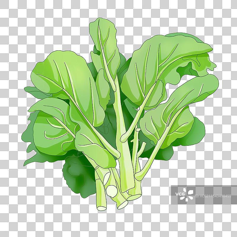 蔬菜芥兰插画图片素材