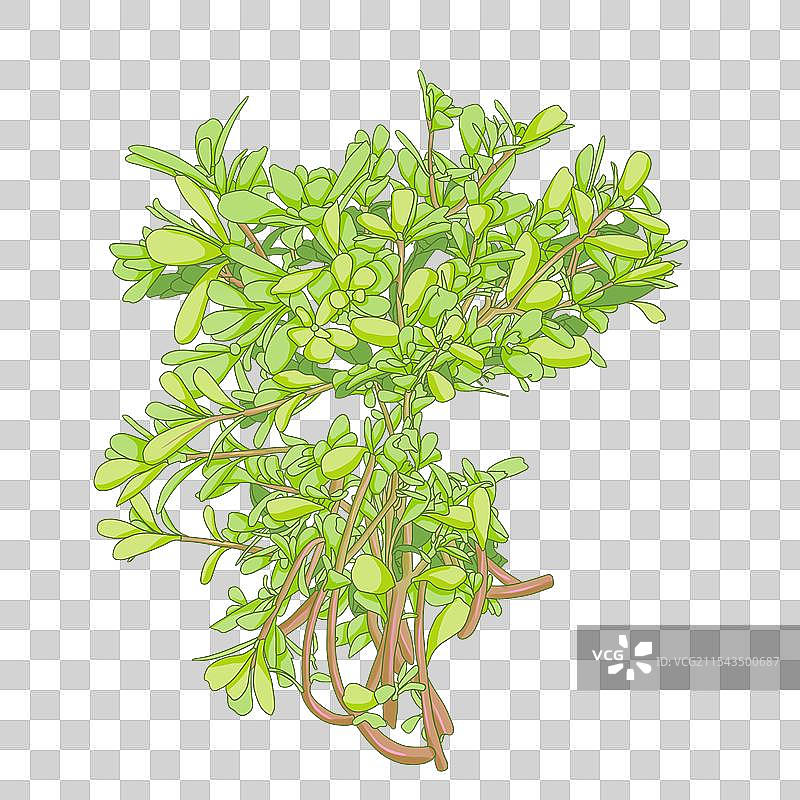 野菜马齿苋插画图片素材