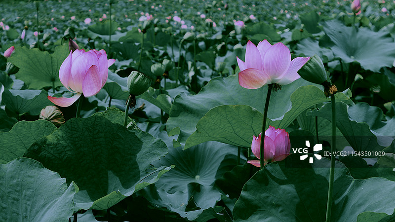 福建寿宁县南阳镇含溪村荷花盛开图片素材