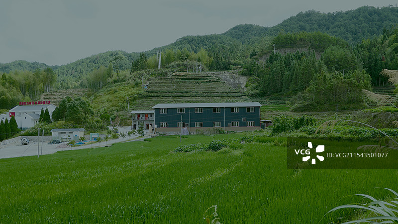 福建寿宁县南阳镇含溪村荷花盛开图片素材