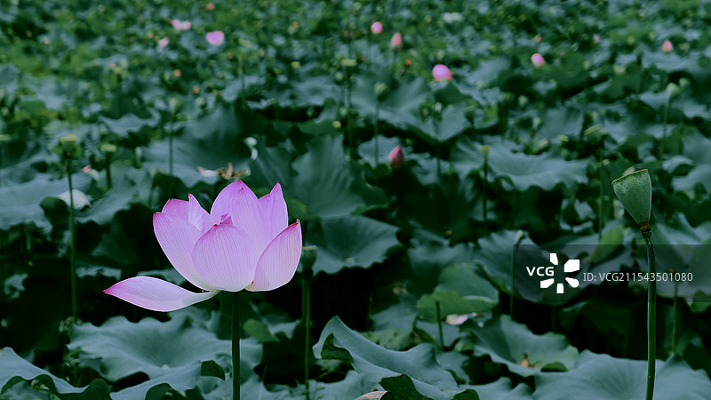 福建寿宁县南阳镇含溪村荷花盛开图片素材