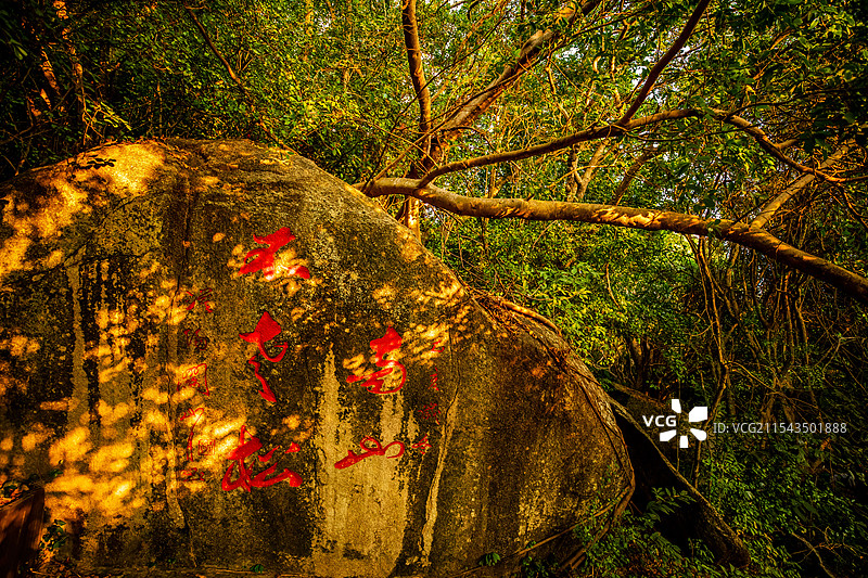南山不老松石刻（出自关山月书画作品）图片素材