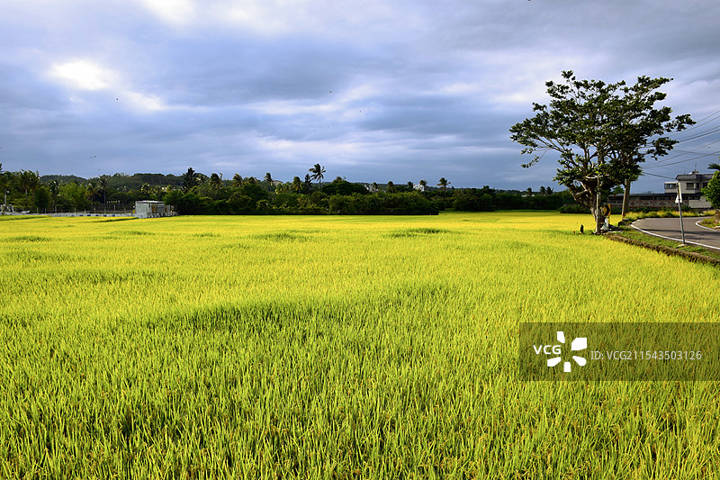 台湾垦丁的金色稻田图片素材
