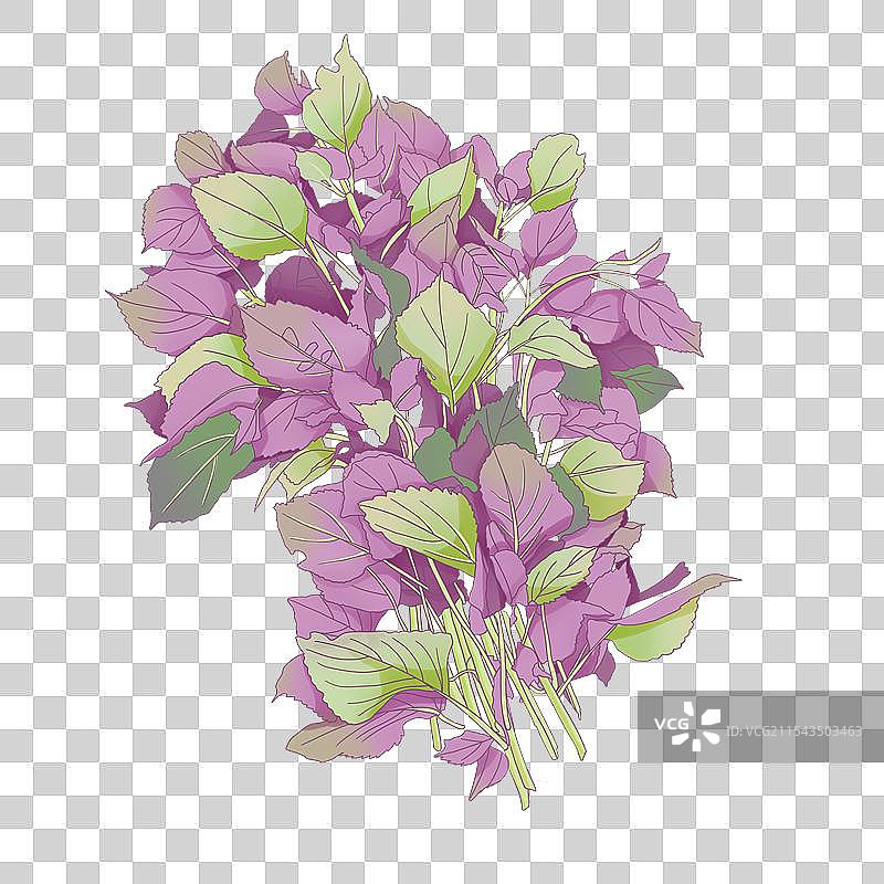 蔬菜紫苏插画图片素材