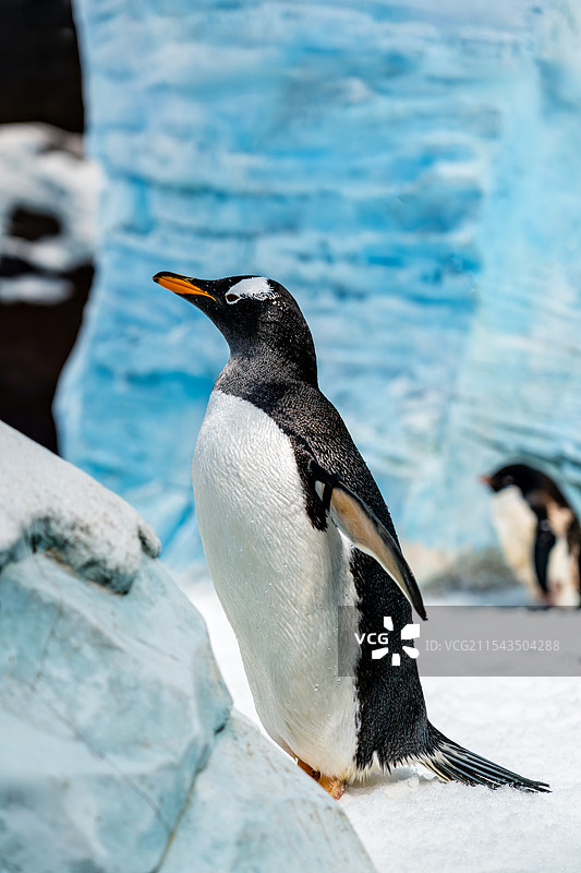 巴布亚企鹅站立侧面特写 阿德利企鹅图片素材