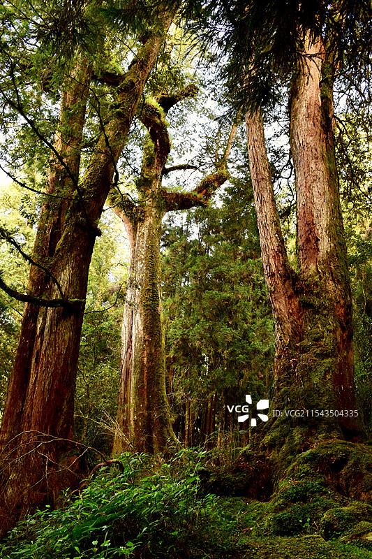 台湾阿里山的神树图片素材