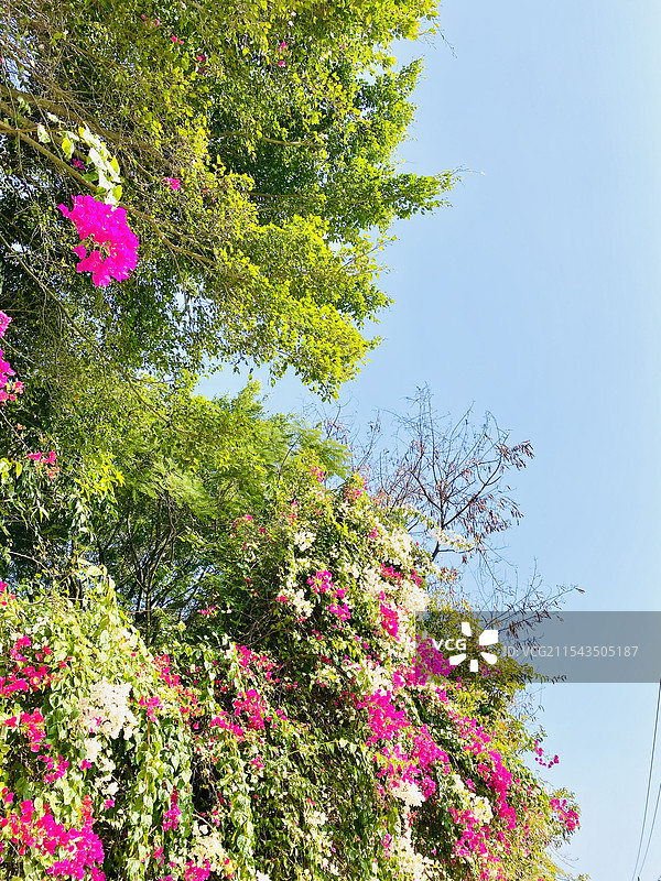 各种颜色的三角梅图片素材