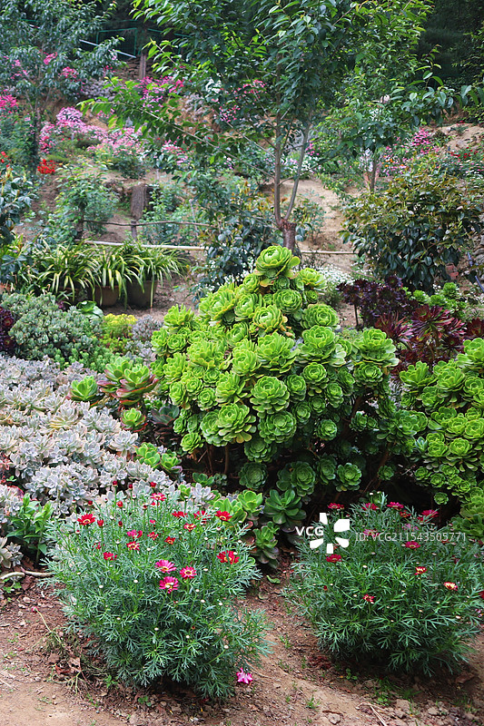 寂照庵多肉图片素材