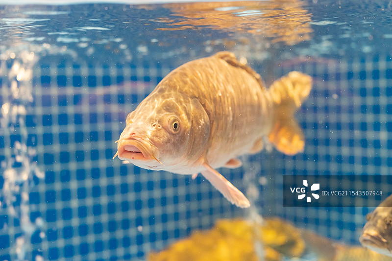 中国蔬菜篮子拍摄主题，海鲜菜市场货摊上新鲜的海鲜鲤鱼鲫鱼鲶鱼特写，室内无人图像摄影图片素材