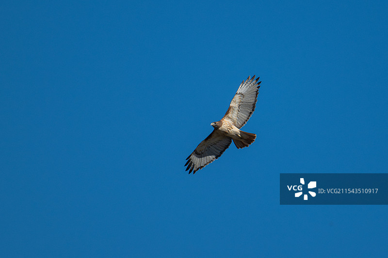 《红尾鵟》图片素材