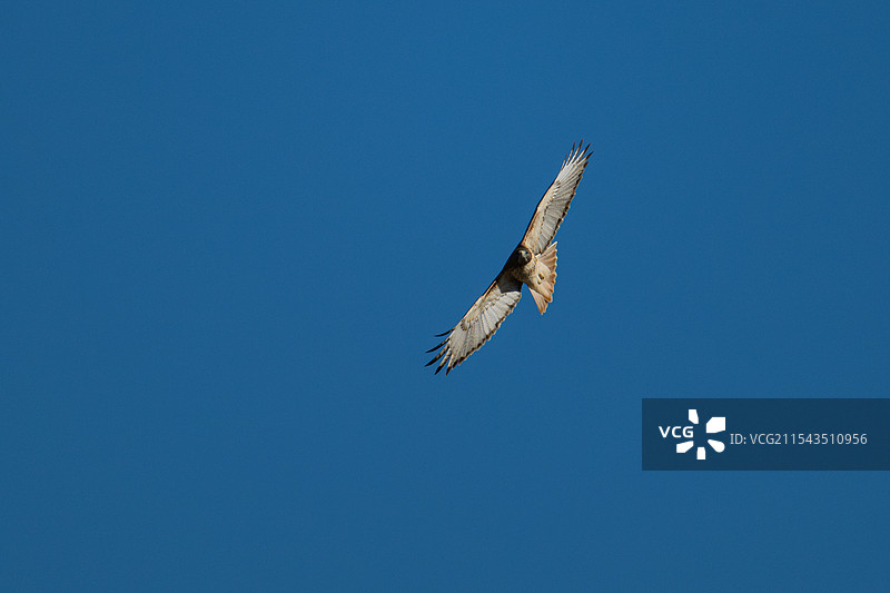 《红尾鵟》图片素材