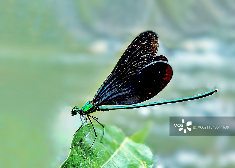 叶上美丽色蟌图片素材