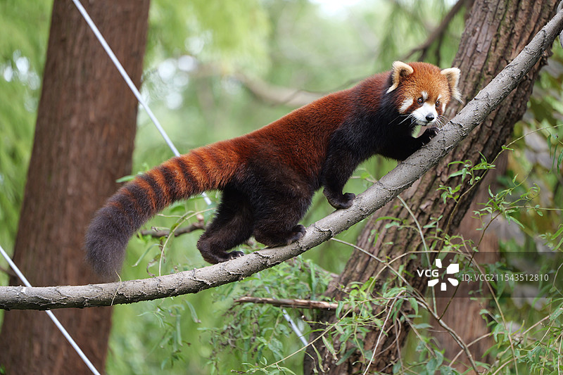 小熊猫爬绳索瞬间抓拍图片素材