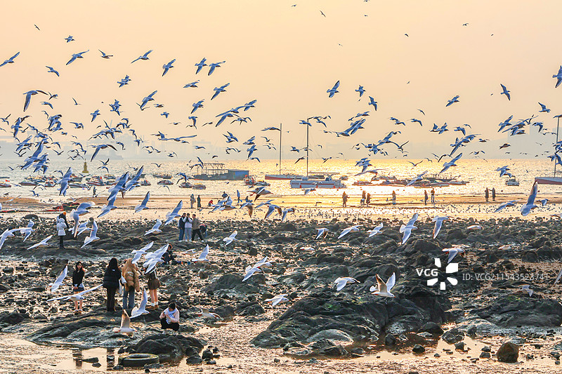 青岛栈桥海边飞翔的海鸥，金光闪闪的海平面，游客喂海鸥图片素材