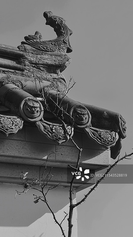 墙头树图片素材