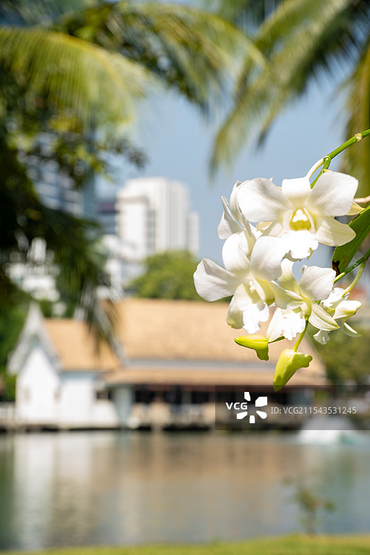 泰国曼谷伦披尼公园图片素材