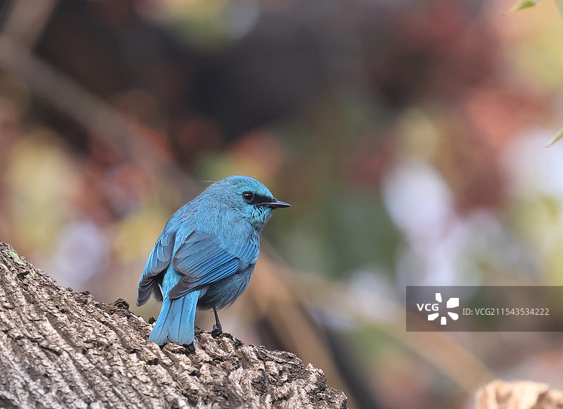 蓝鸟-铜蓝鹟图片素材