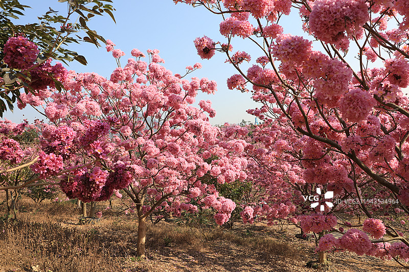 绿美生态园的紫花风铃木图片素材