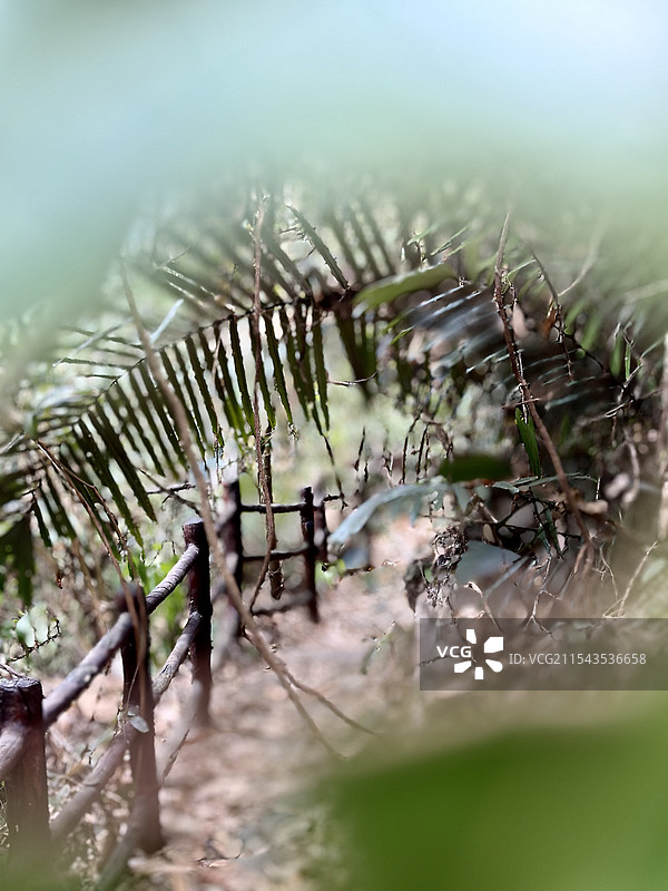 热带雨林图片素材