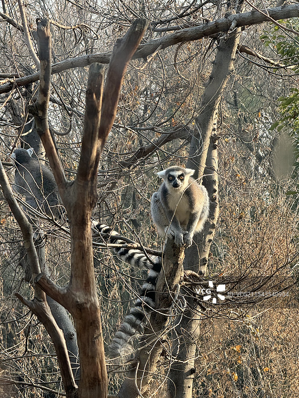 美丽的南京红山动物园风光图片素材