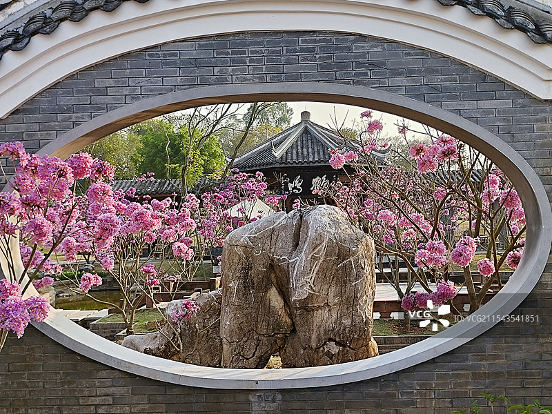 满园盛开的紫花风铃木中式庭院框景图片素材