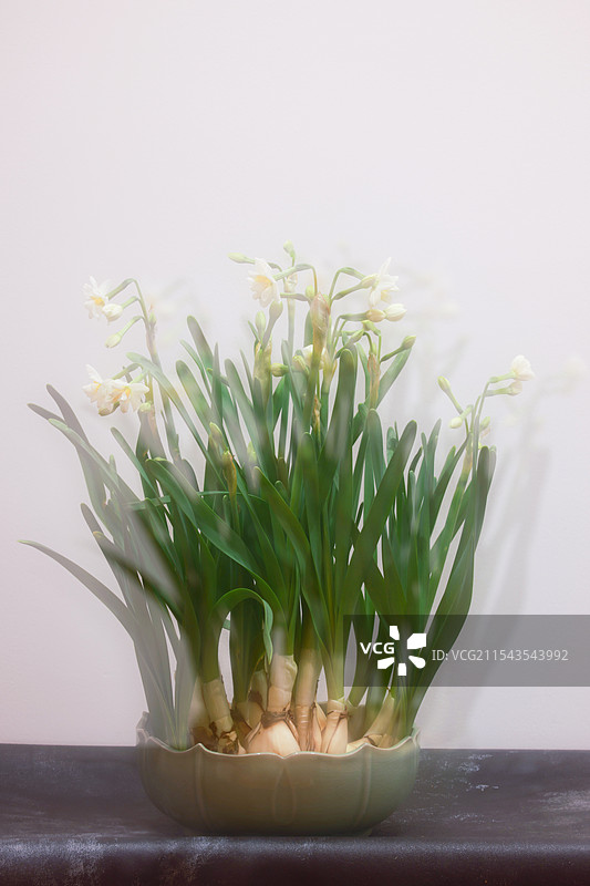 水仙花开图片素材