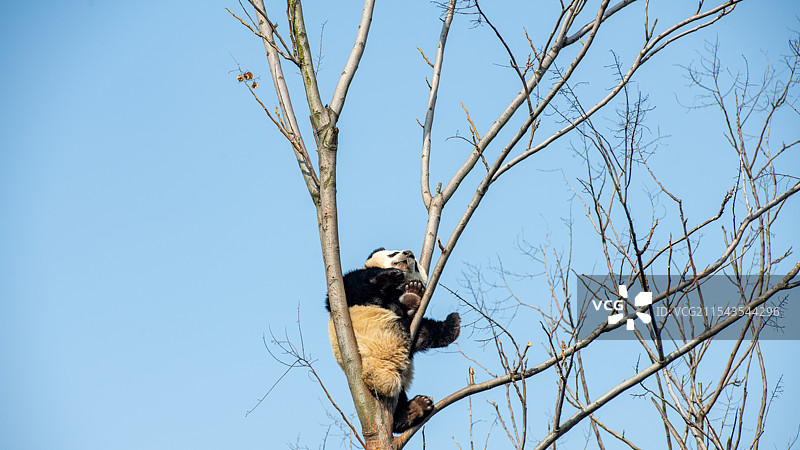 爬在树的大熊猫图片素材