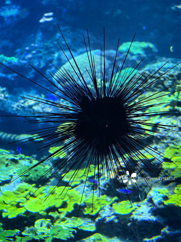 海胆！图片素材