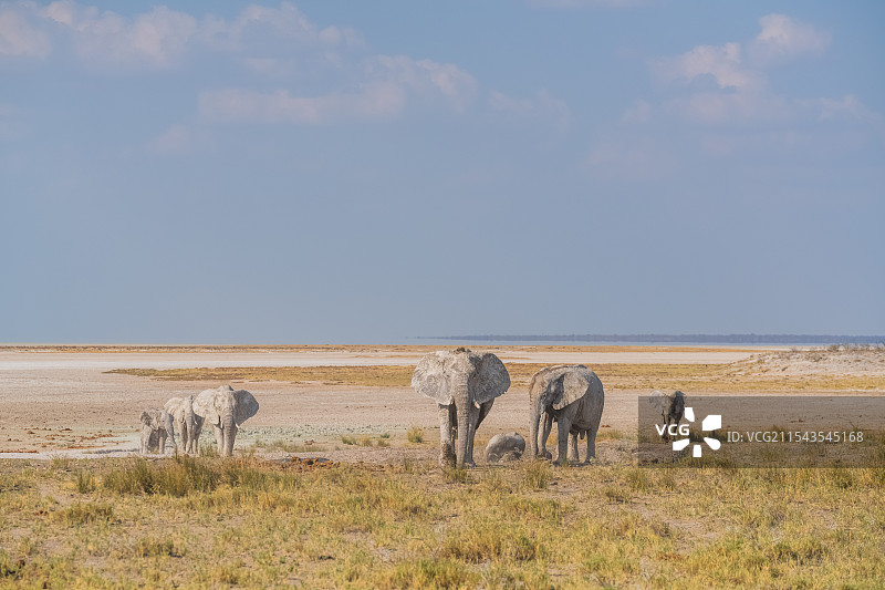 非洲纳米比亚埃托沙自然保护区的大象图片素材