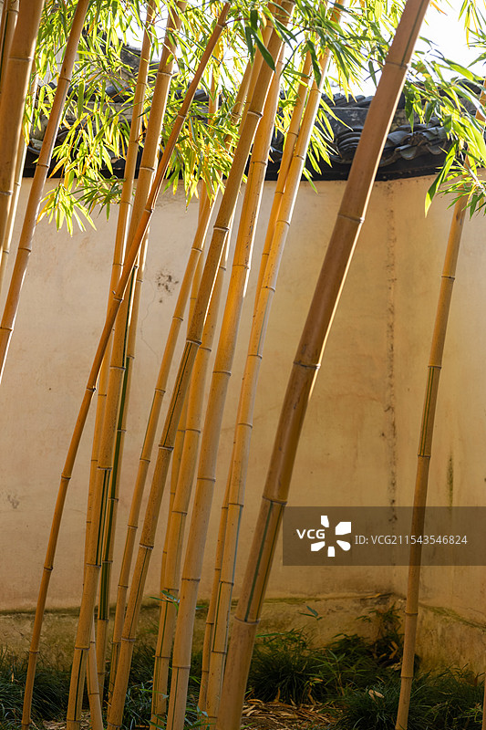 黄秆乌哺鸡竹图片素材