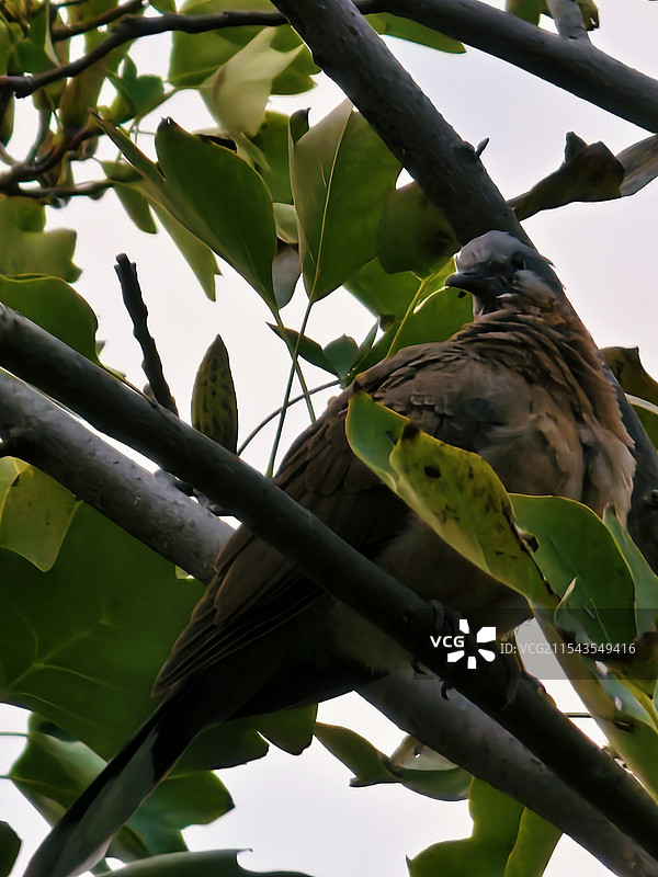 斑鸠鸟在树上栖息的特写图片素材