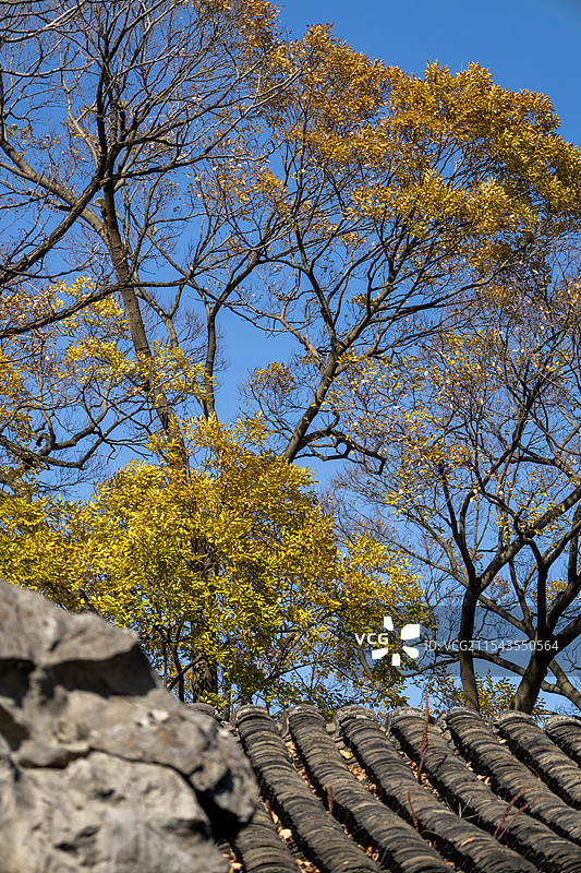 晴天蓝天树木仰拍图片素材