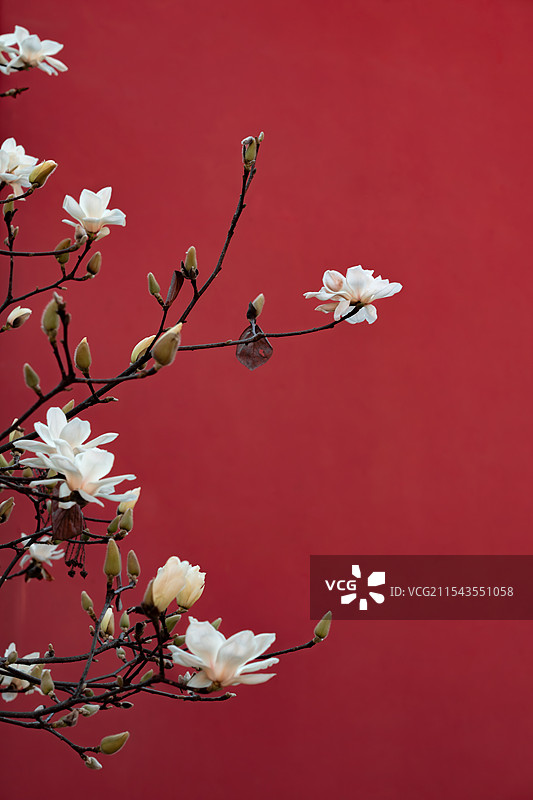 红墙边的白玉兰花图片素材