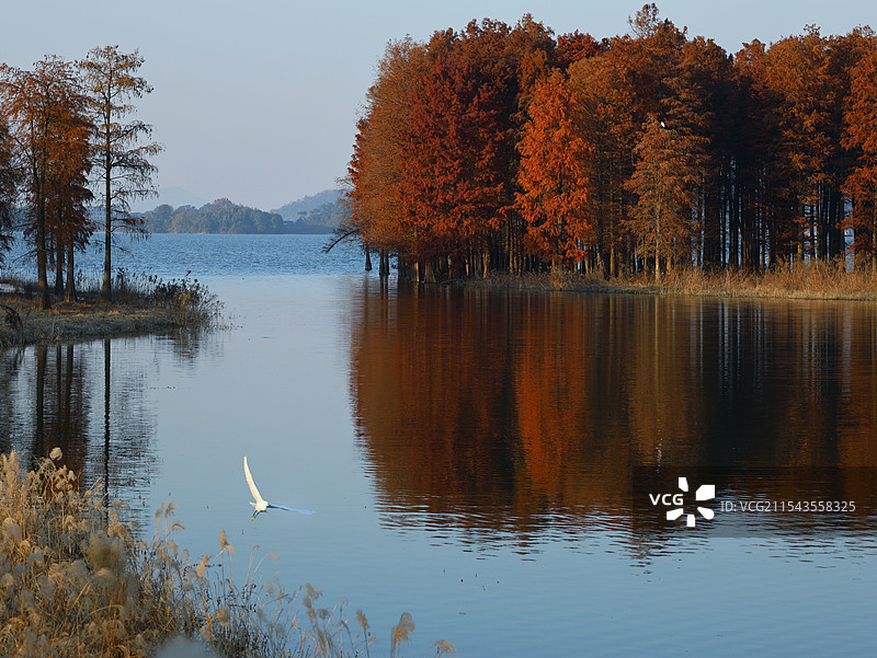 余姚四明湖红杉林图片素材