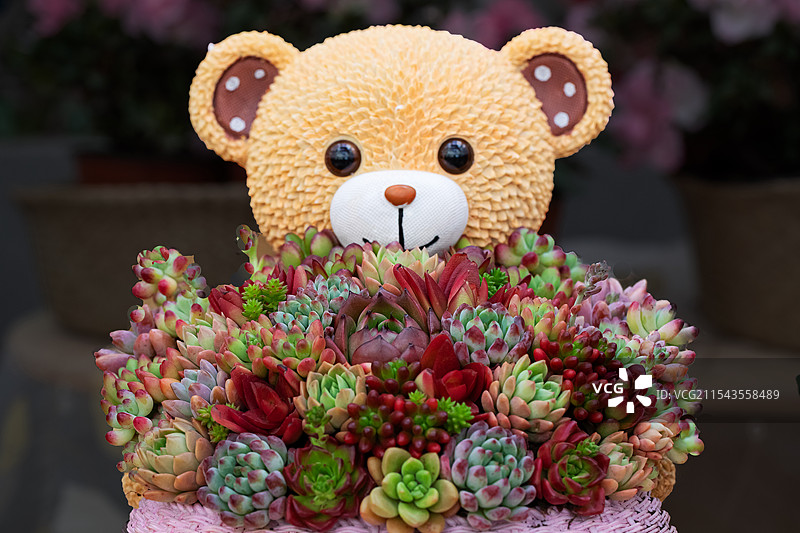 可爱的小熊多肉花篮图片素材