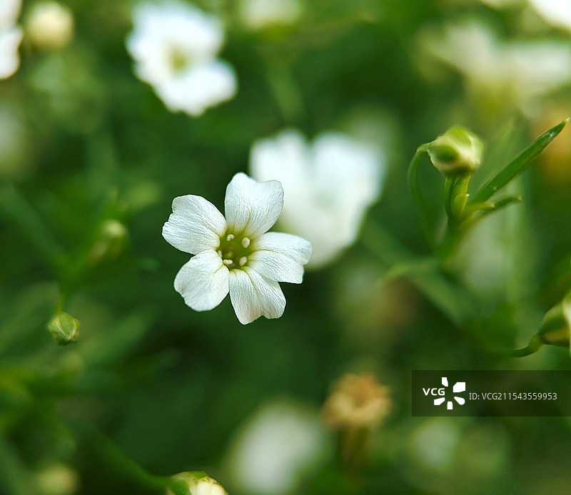 微距镜头下的小花图片素材