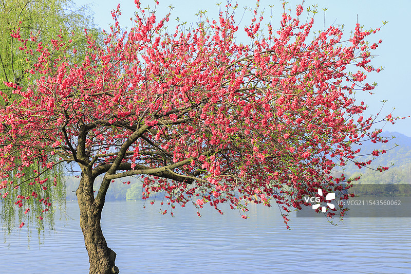 春天桃红柳绿的西湖美景图片素材