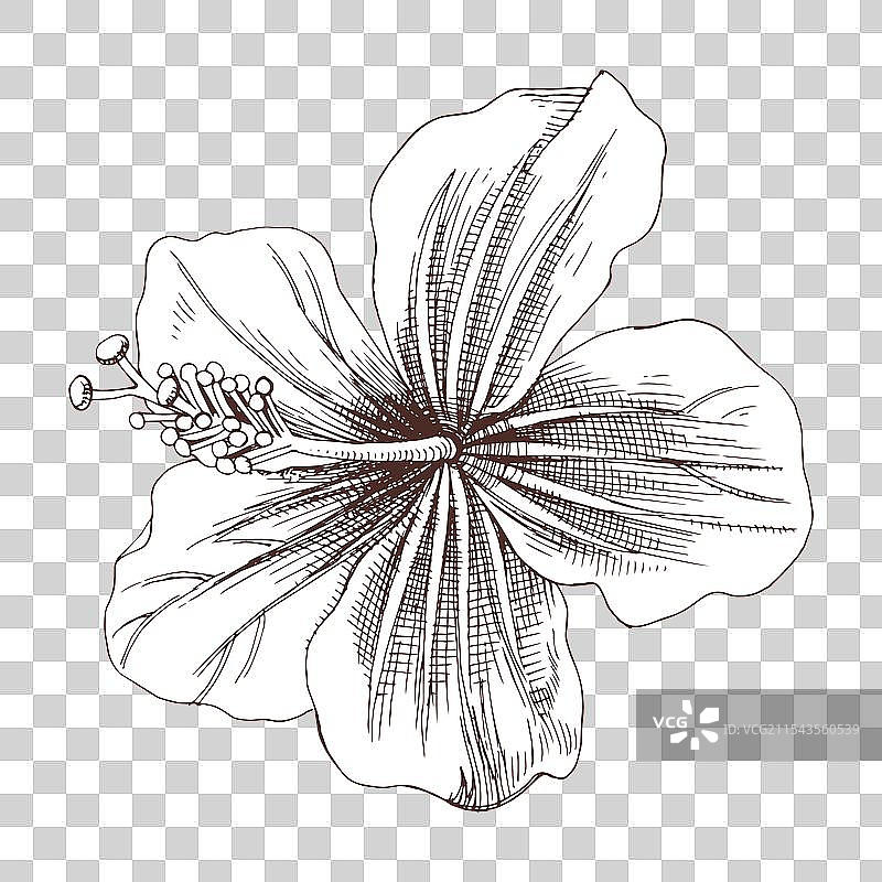 手绘的芙蓉花剪贴画图片素材