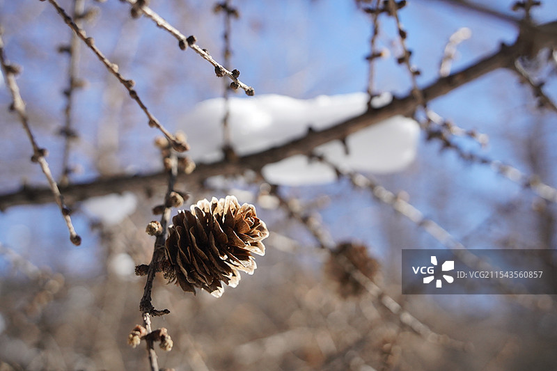 河北省张家口市燕山余脉大马群山坝下崇礼坝上张北交界桦皮岭景区越野徒步登山晴天春季冰雪消融的松树林松果图片素材