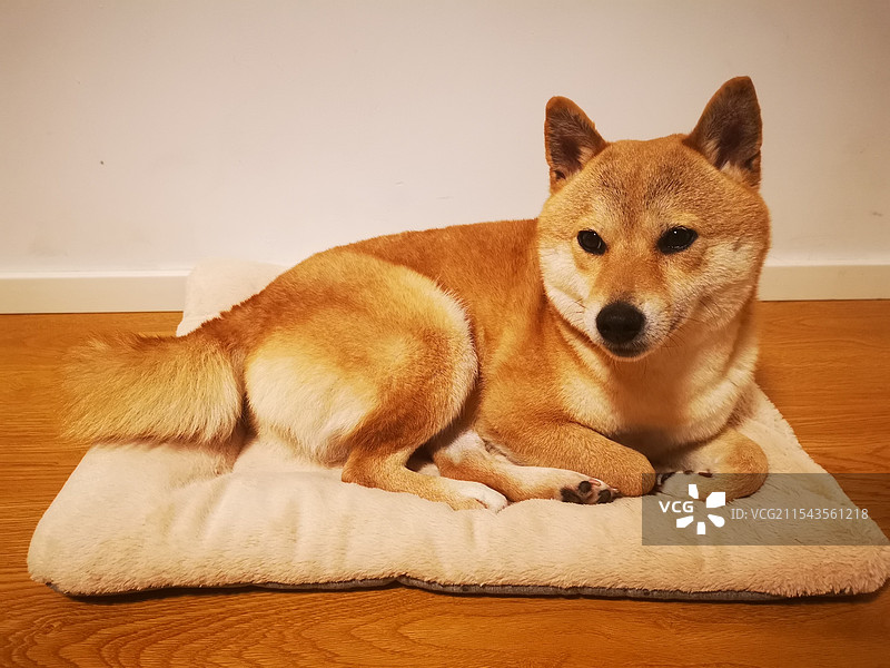 柴犬肖像图片素材