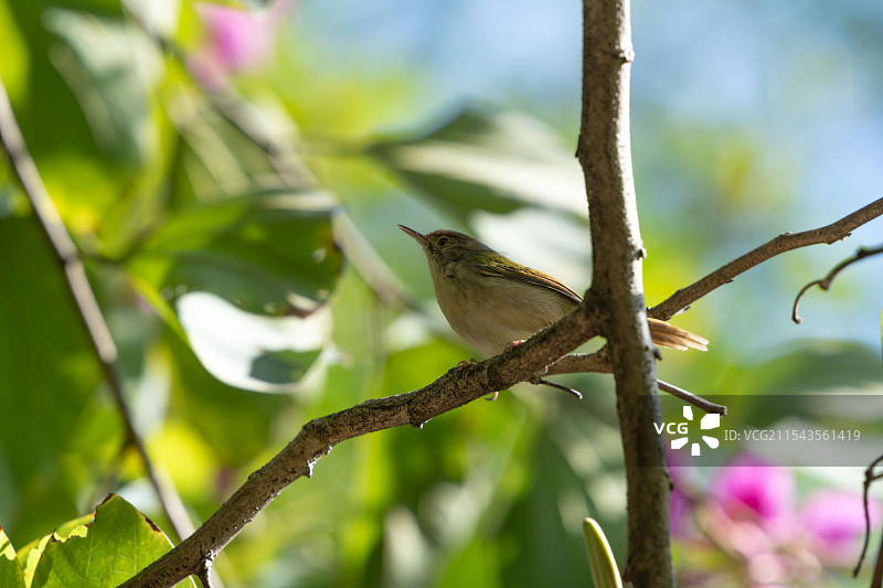长尾叶缝莺在紫荆树枝上栖息图片素材