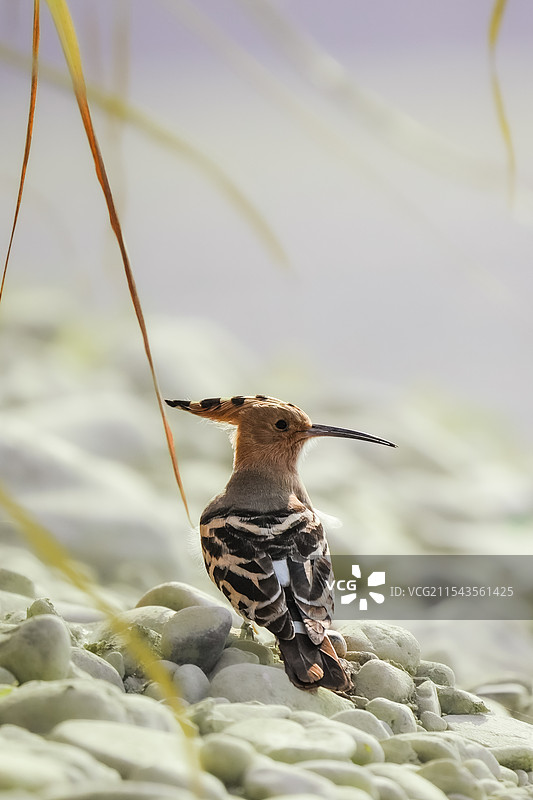 “臭姑姑”“香香鸡”戴胜鸟图片素材