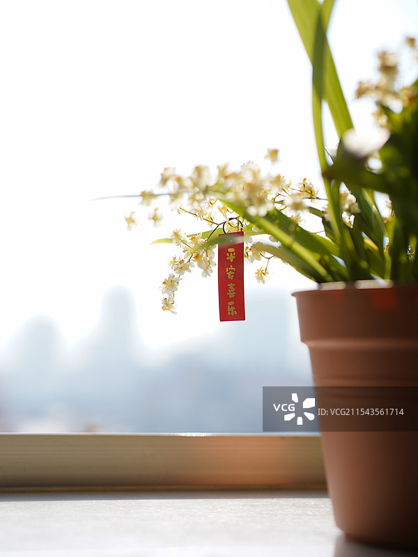 2025年年宵花 迷你文心兰 平安喜乐图片素材