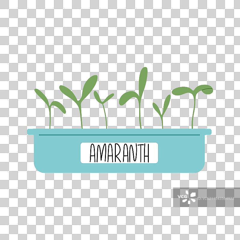 在花盆中生长的芝麻菜幼苗图片素材