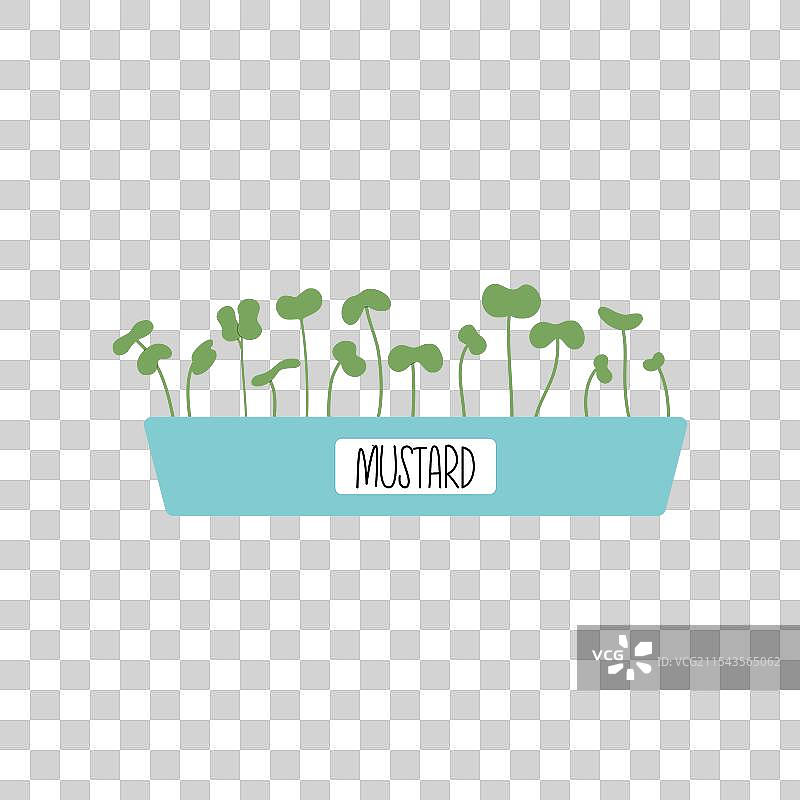 适合种植的芥末微型绿叶菜盆栽图片素材