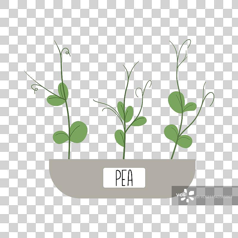 手绘的豌豆苗微型绿植正在生长图片素材